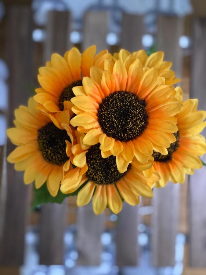 Apartment Sunflower021 Novi Sad Esterno foto